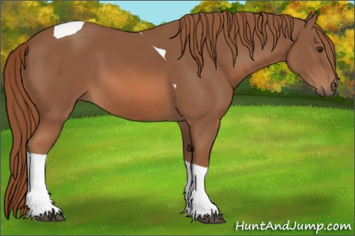 Horse Color:Chestnut Tobiano 