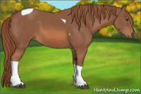 Horse Color:Chestnut Tobiano