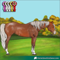 Horse Color:Silver Bay Sabino Rabicano 