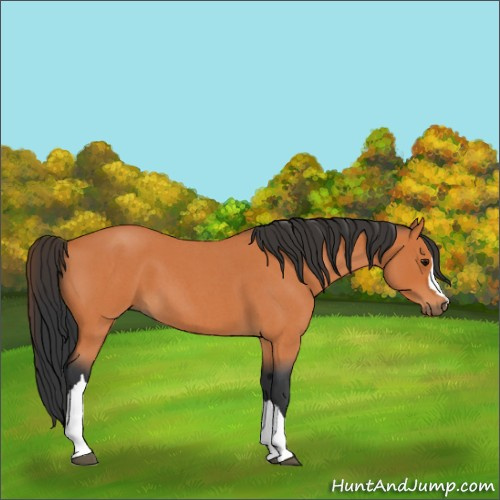 Horse Color:Bay Roan 