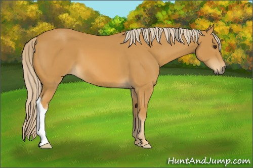 Horse Color:Palomino 