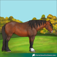 Horse Color:Bay 