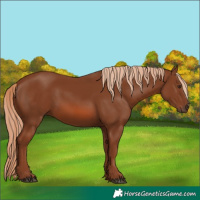 Horse Color:Chestnut 