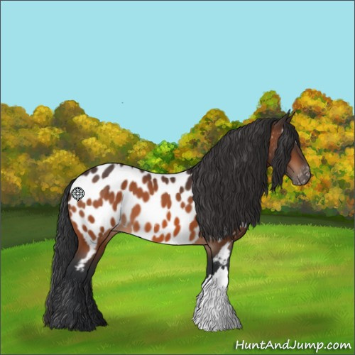 Horse Color:Bay Appaloosa 