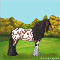 Horse Color:Bay Appaloosa 