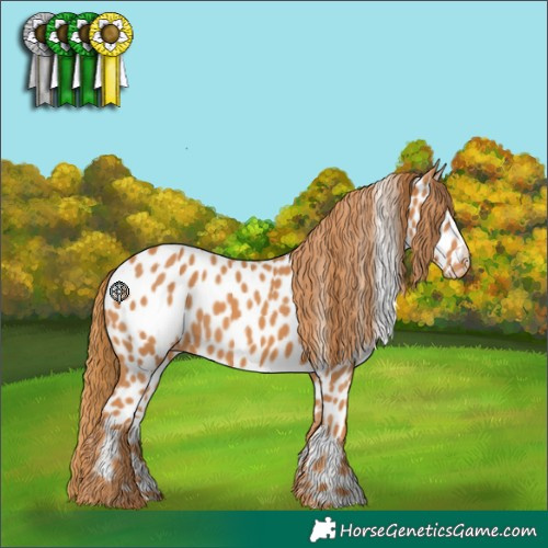 Horse Color:Chestnut Appaloosa 