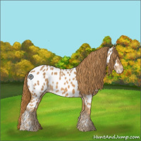 Horse Color:Chestnut Appaloosa 