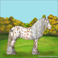 Horse Color:Chestnut Appaloosa 