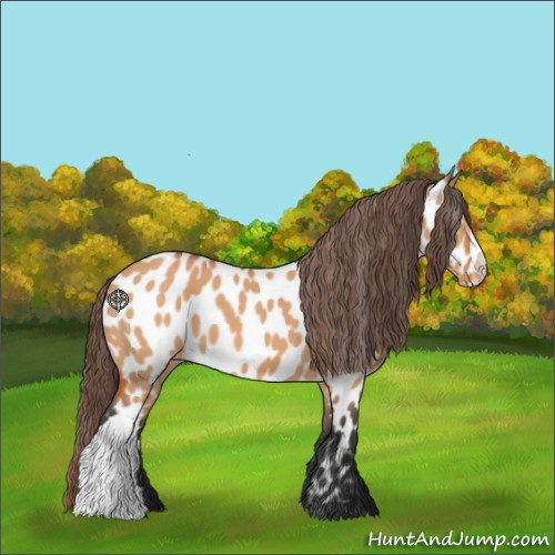Horse Color:Bay Dun Appaloosa 