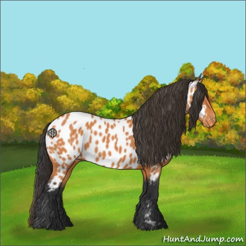 Horse Color:Bay Appaloosa 