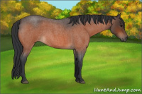 Horse Color:Bay Roan