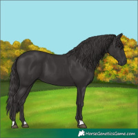 Horse Color:Smoky Black