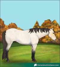 Horse Color:Buckskin Roan 