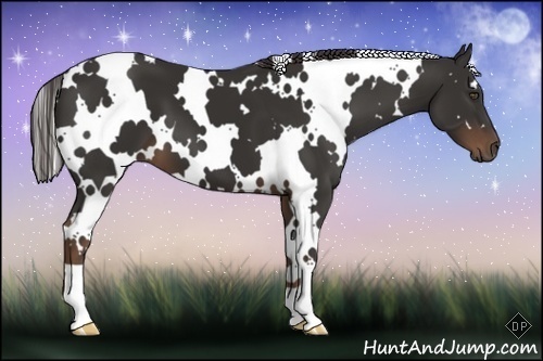 Horse Color:White Spotted Liver Chestnut Frame 
