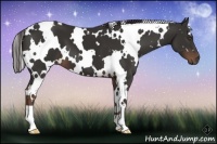 Horse Color:White Spotted Liver Chestnut Frame