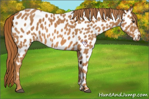 Horse Color:Chestnut Near Leopard 