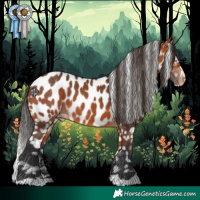 Horse Color:Bay Appaloosa