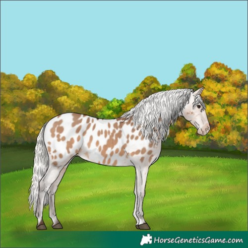 Horse Color:Silver Brown Dun Near Leopard