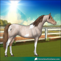 Horse Color:Liver Red Roan Pearl Tobiano Frame 