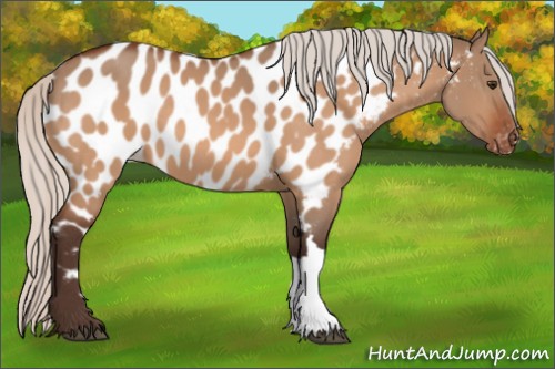 Horse Color:Silver Brown Dun Appaloosa