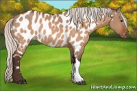 Horse Color:Silver Brown Dun Appaloosa 
