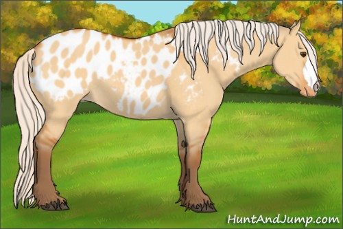 Horse Color:Silver Buckskin Dun Appaloosa 