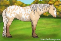 Horse Color:Silver Buckskin Dun Appaloosa 
