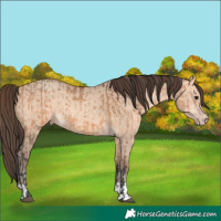Horse Color:Bay Dun  and Amber Champagne Dun 