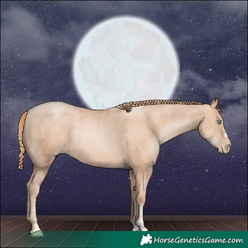 Horse Color:Gold Champagne Pearl Rabicano and Gold Champagne Pearl Rabicano