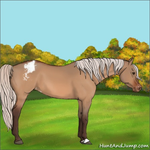 Horse Color:Silver Brown Dun Appaloosa 
