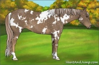 Horse Color:White Spotted Chocolate Palomino