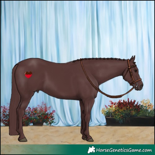 Horse Color:Chocolate Black Rabicano 
