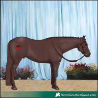 Horse Color:Chocolate Black Rabicano