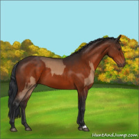 Horse Color:Brown Dun and Brown