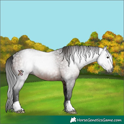 Horse Color:Gray Brown Rabicano 