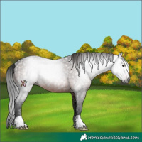 Horse Color:Gray Brown Rabicano