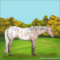 Horse Color:Silver Brown Dun Appaloosa 
