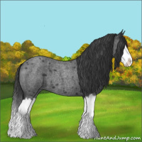 Horse Color:Blue Roan Splash