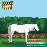 Horse Color:White Spotted Buckskin Dun Varnish 