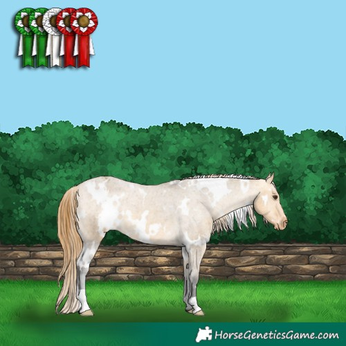Horse Color:White Spotted Buckskin Dun Varnish