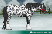 Horse Color:Black Near Leopard