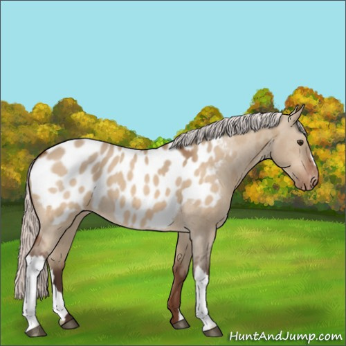 Horse Color:Silver Brown Dun Appaloosa 