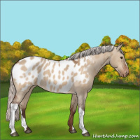 Horse Color:Silver Brown Dun Appaloosa 
