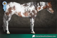 Horse Color:White Spotted Brown Rabicano