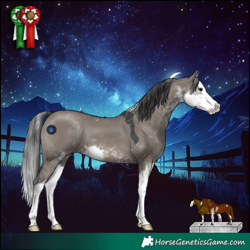Horse Color:Grullo Sabino Splash