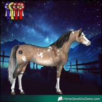 Horse Color:White Spotted Brown Dun Splash