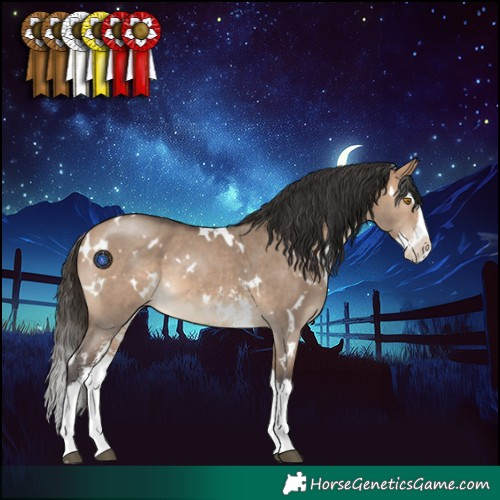 Horse Color:White Spotted Bay Dun Sabino Splash