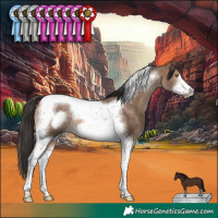 Horse Color:Brown Dun Tobiano Frame 