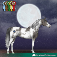 Horse Color:White Spotted Grullo Tobiano Frame Rabicano 
