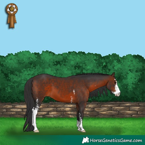 Horse Color:Brown Sabino 